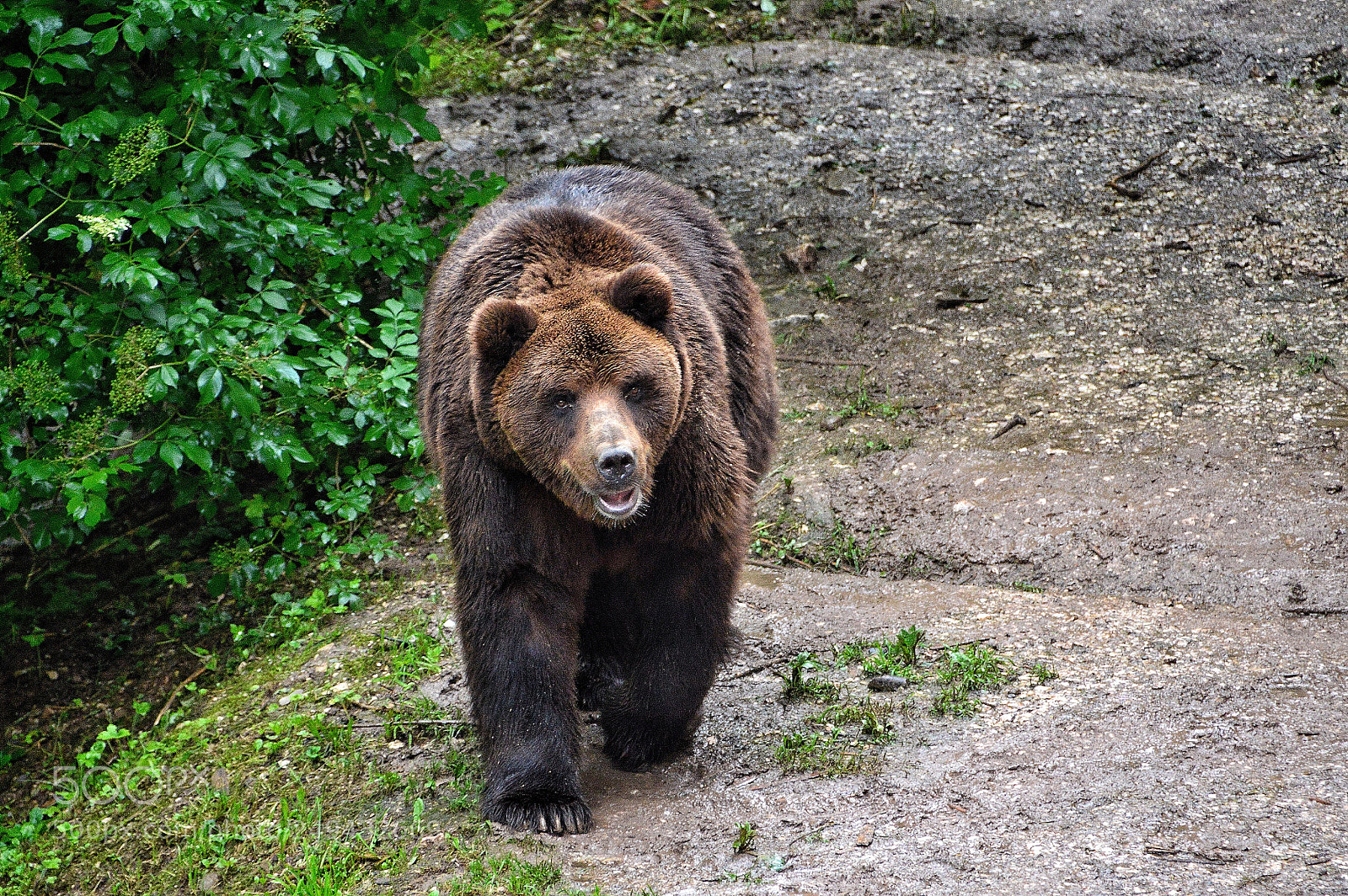 Nikon D3200 sample photo. Bear photography