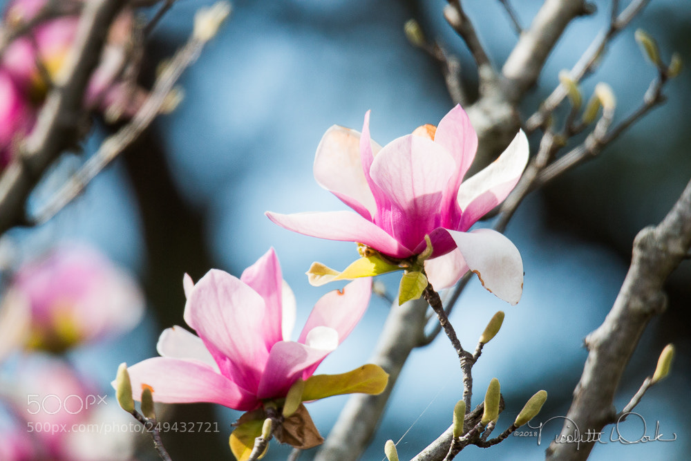 Canon EOS 70D sample photo. True beauty <3 photography