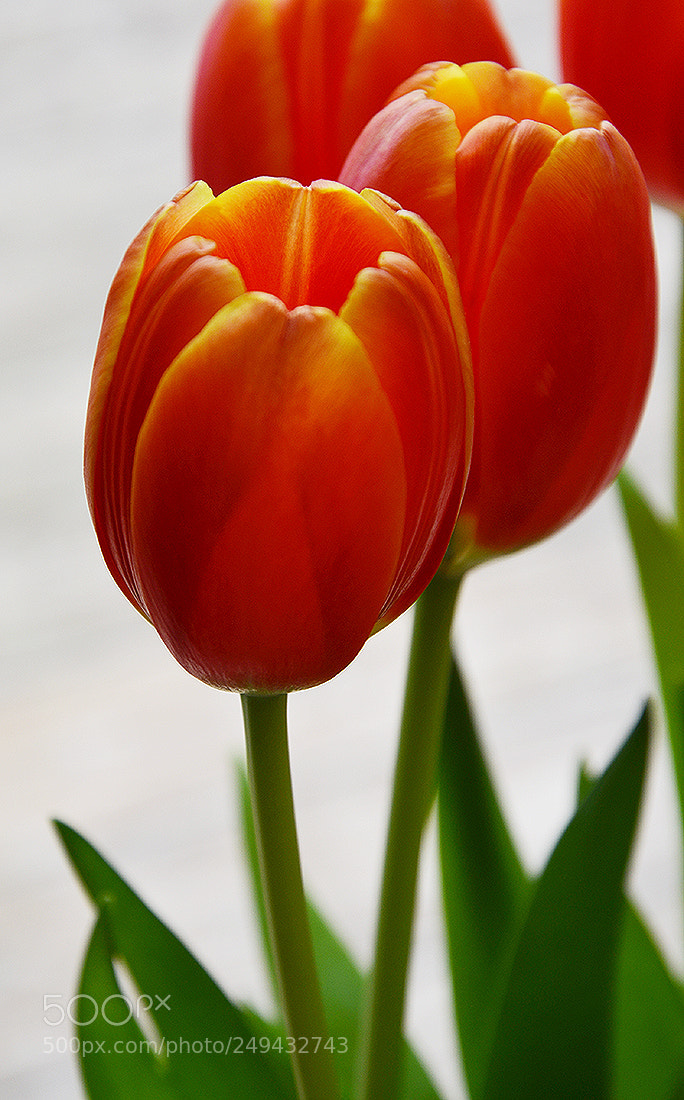 Nikon D7000 sample photo. Orange light photography