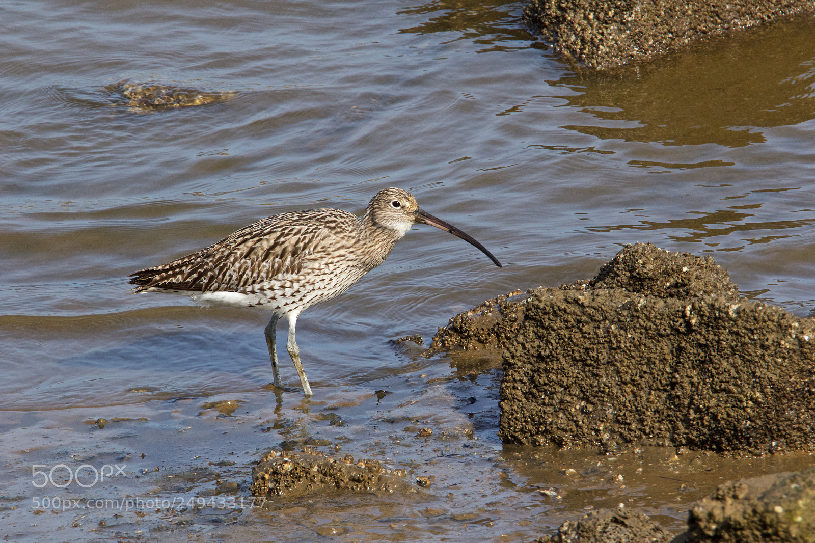 Canon EOS 7D Mark II sample photo. Eurasian curlew - wulp photography