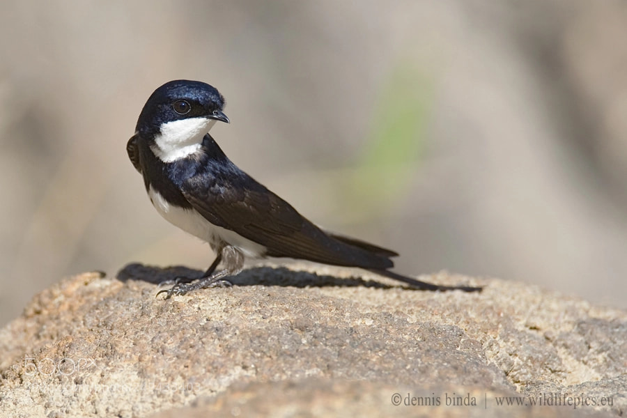 Canon EOS-1D Mark III sample photo. Black-collared swallow (pygochelidon melanoleuca) photography