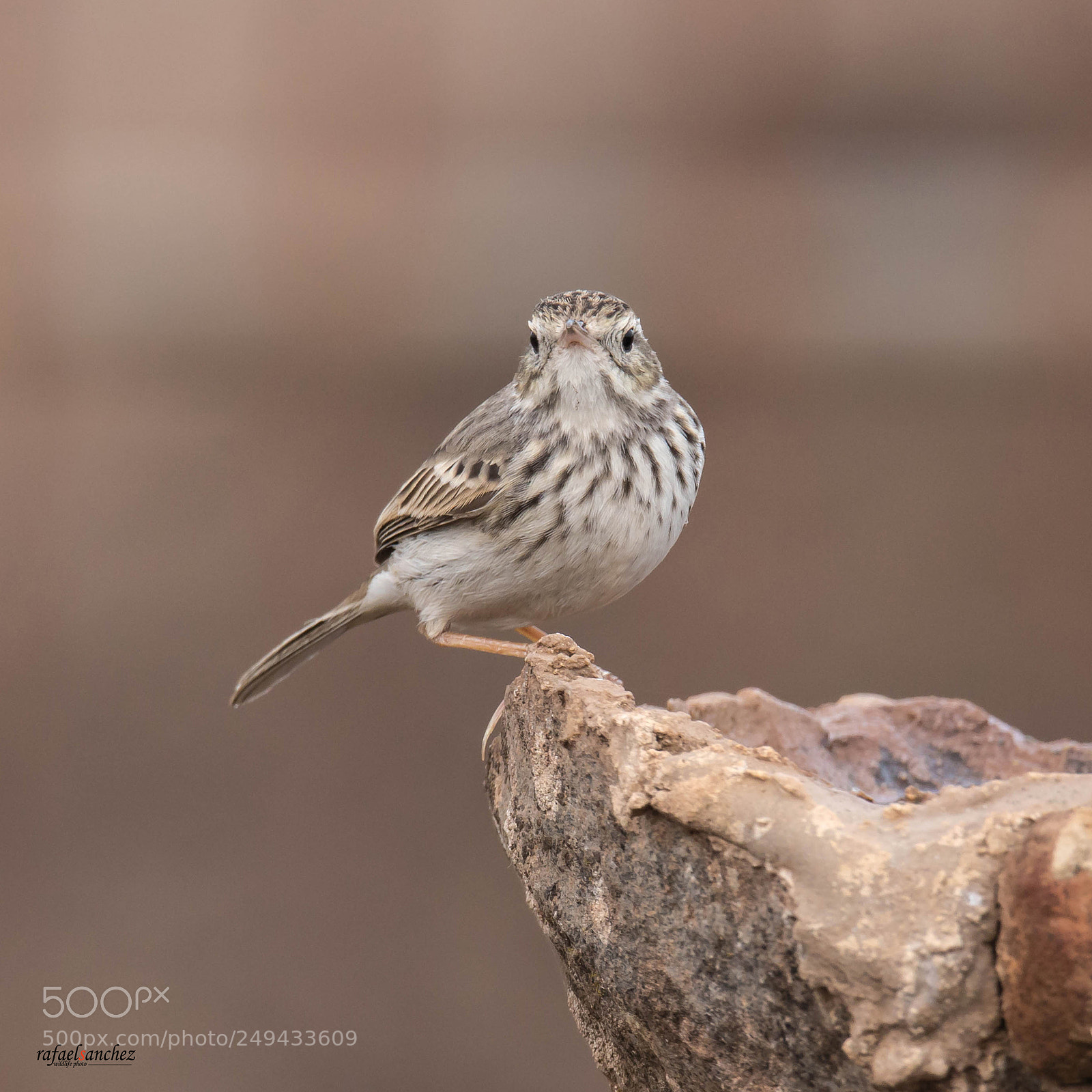 Canon EOS 7D Mark II sample photo. Bisbita - meadow pipit photography