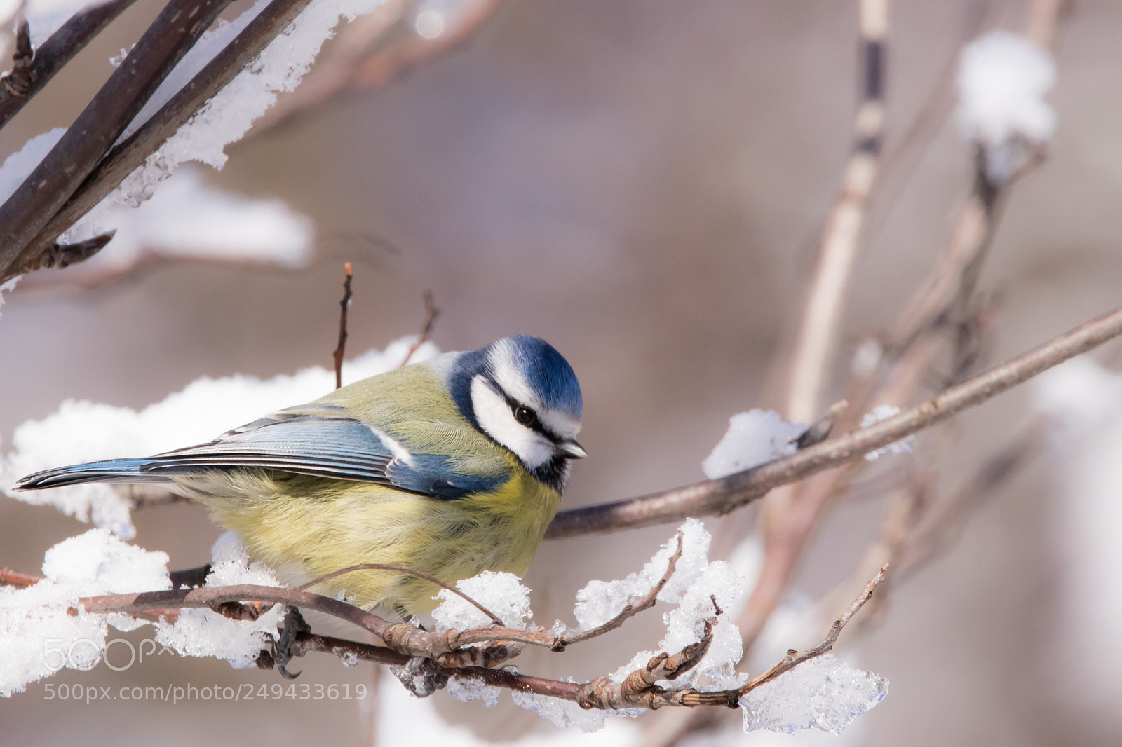Canon EOS 80D sample photo. Eurasian blue tit cyanistes photography