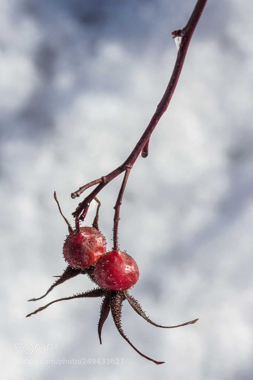 Canon EOS 700D (EOS Rebel T5i / EOS Kiss X7i) sample photo. Rouges (reds) photography