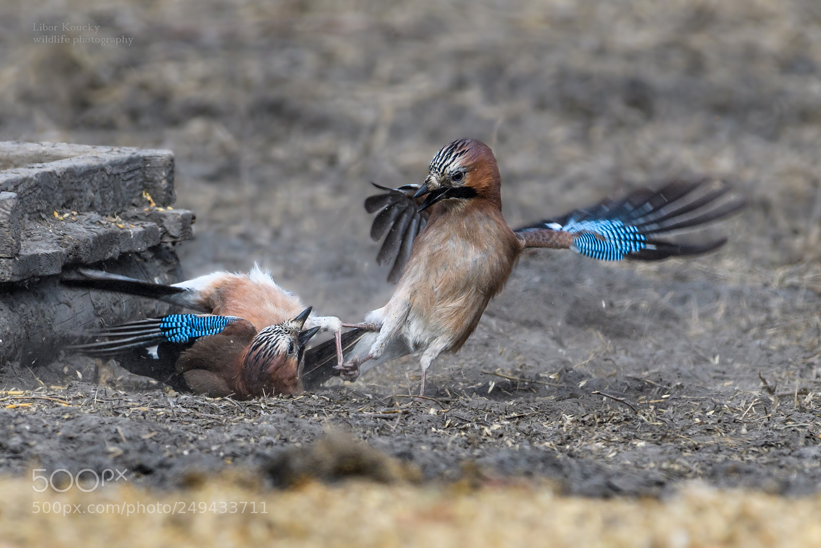 Nikon D500 sample photo. Fight - jay garrulus photography