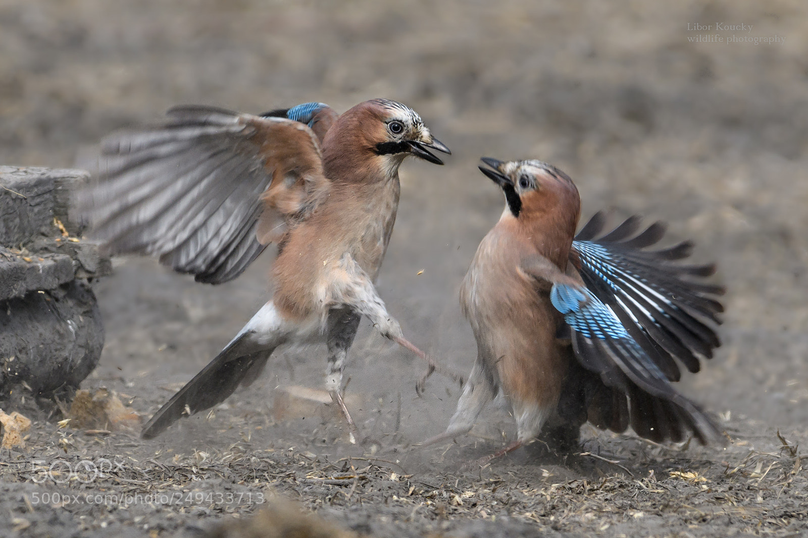 Nikon D500 sample photo. Fight - jay garrulus photography