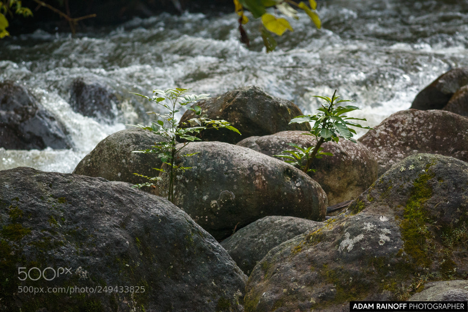Canon EOS 70D sample photo. Rio otun quimbaya pereira photography