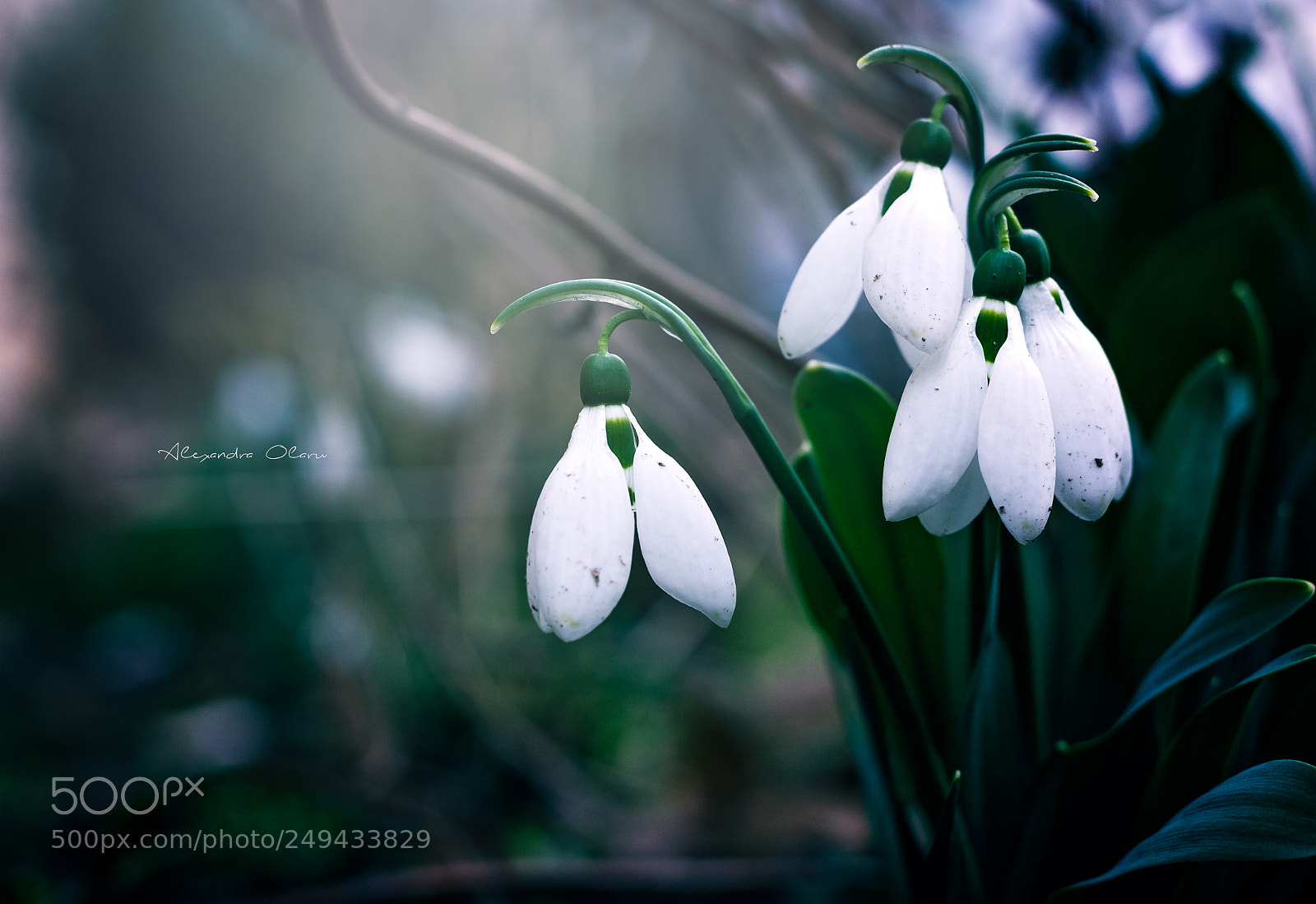 Nikon D7200 sample photo. Snowdrops photography