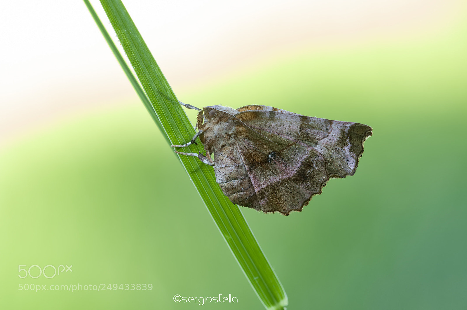 Nikon D90 sample photo. Selenia lunaria______ photography