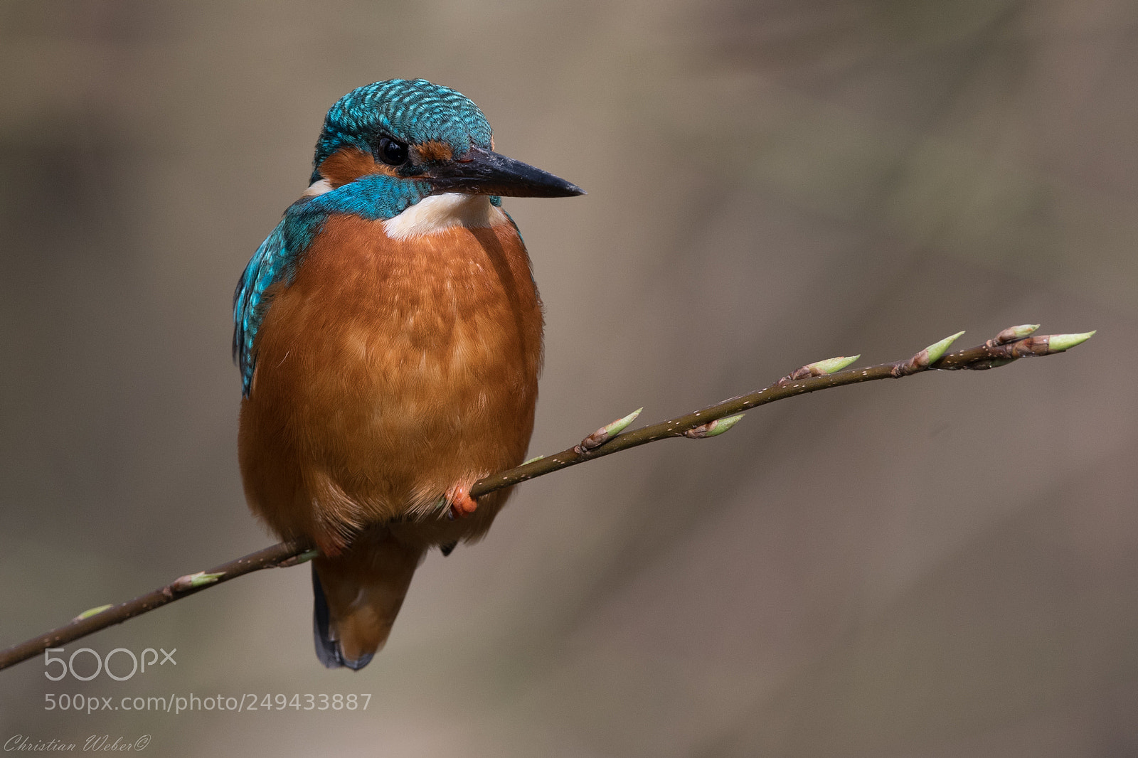 Nikon D500 sample photo. Eisvogel photography