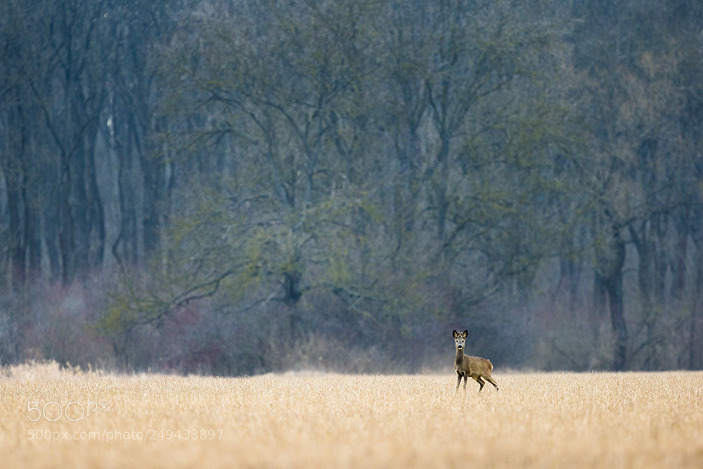 Canon EOS-1D X sample photo. Young roebuck photography