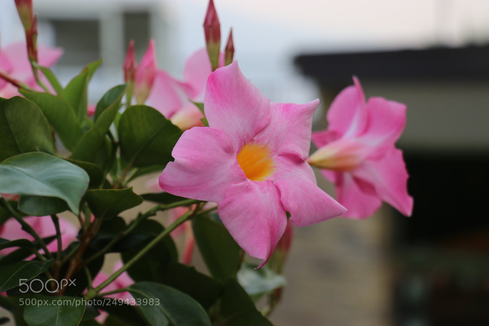 Canon EOS 80D sample photo. Untitled photography