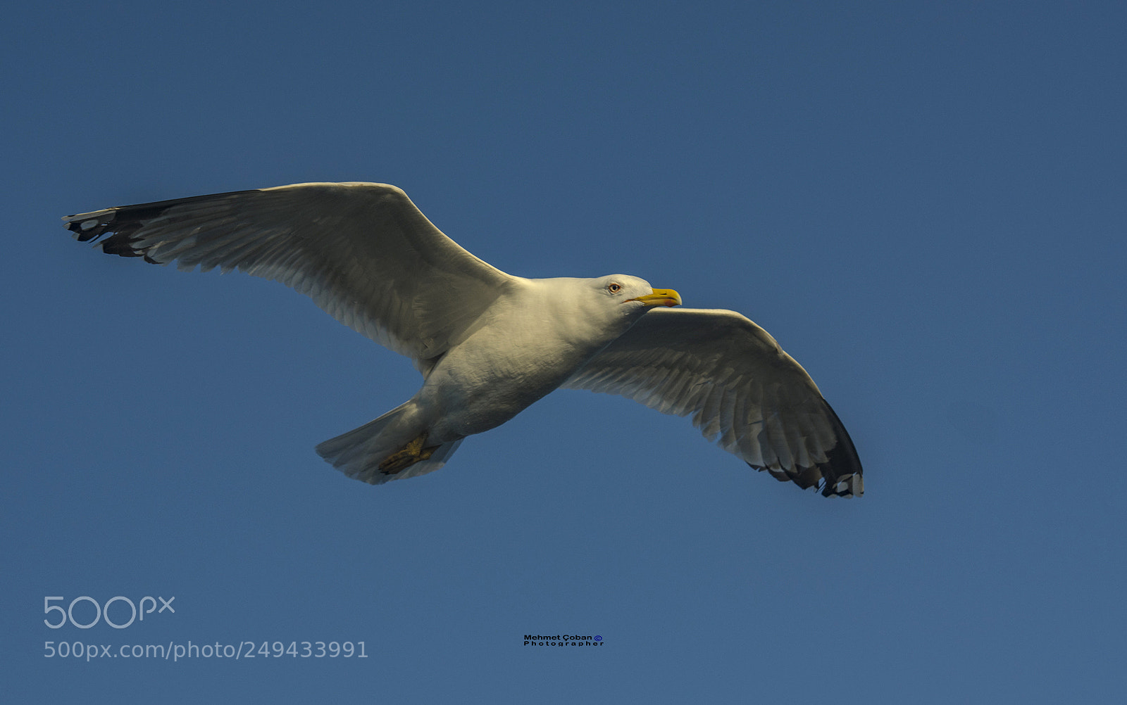 Pentax K-3 II sample photo. Flying seagull photography