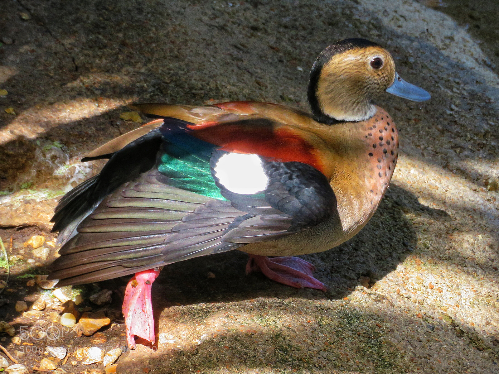 Canon PowerShot SX720 HS sample photo. Ringed teal duck photography
