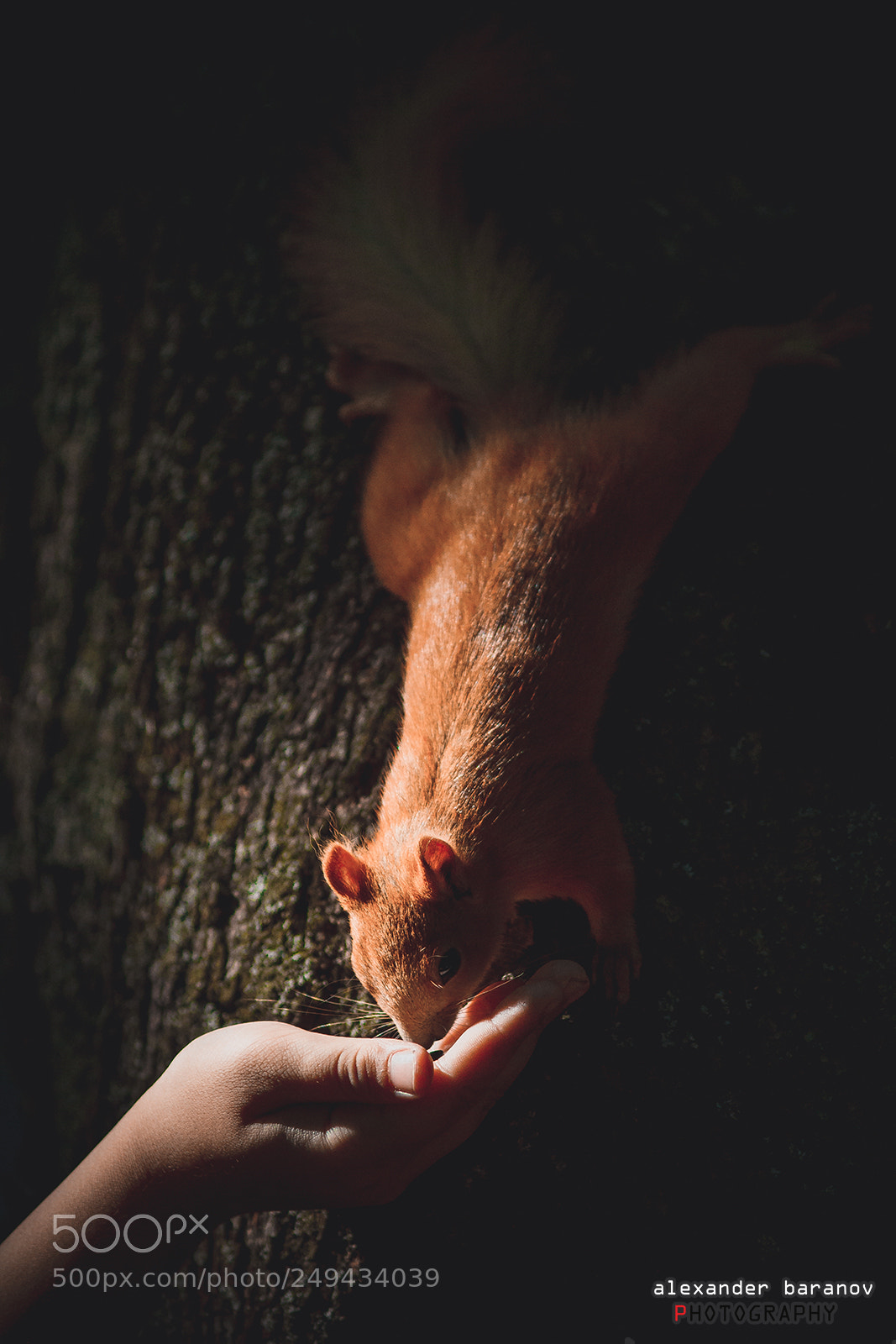 Canon EOS 60D sample photo. Squirrel in the dark photography