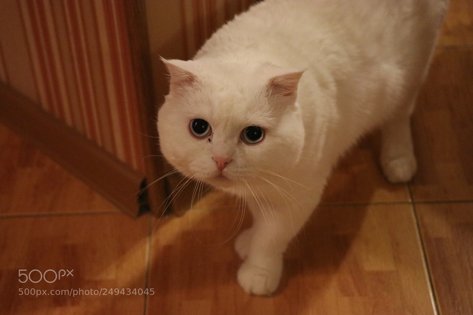 Canon EOS 80D sample photo. Untitled photography