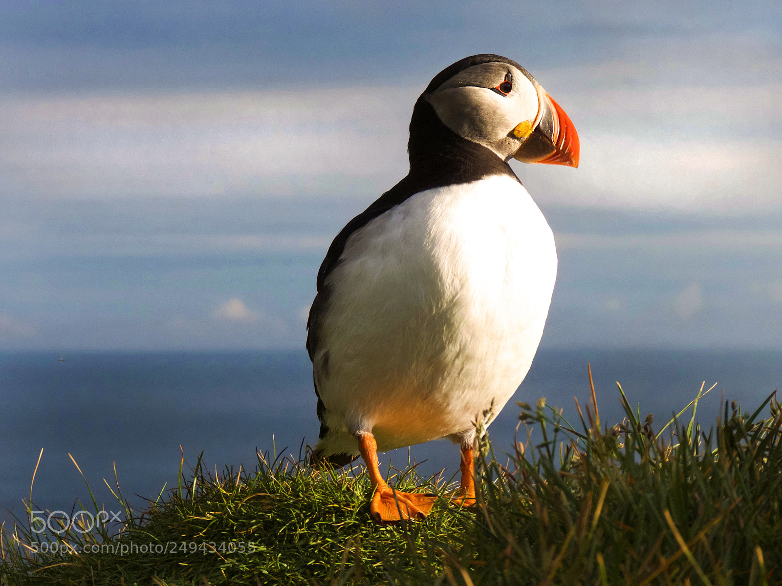 Panasonic Lumix DMC-FZ35 (Lumix DMC-FZ38) sample photo. Puffin photography