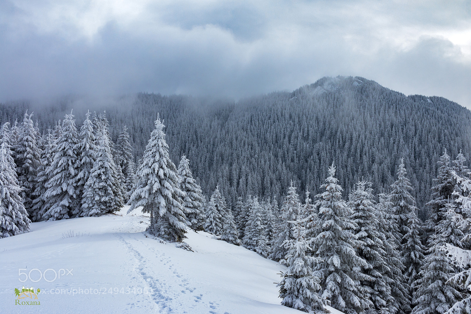 Canon EOS 70D sample photo. Above the forest photography