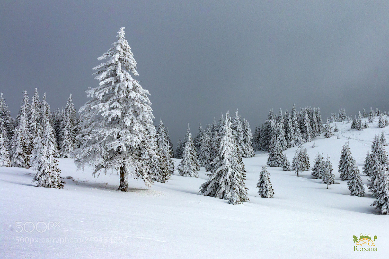 Canon EOS 70D sample photo. Real winter photography