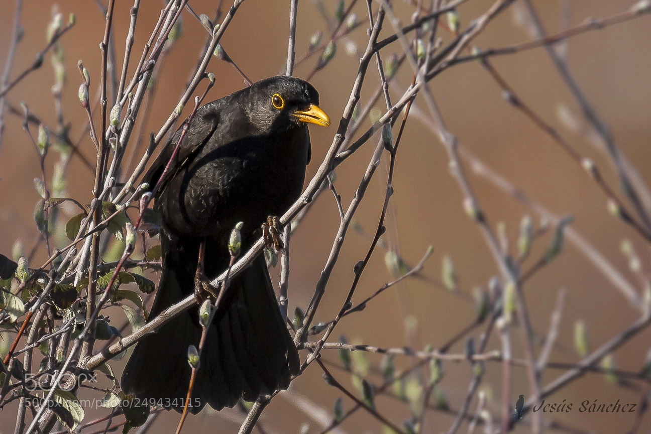 Canon EOS 7D sample photo. Mirlo com n turdus photography