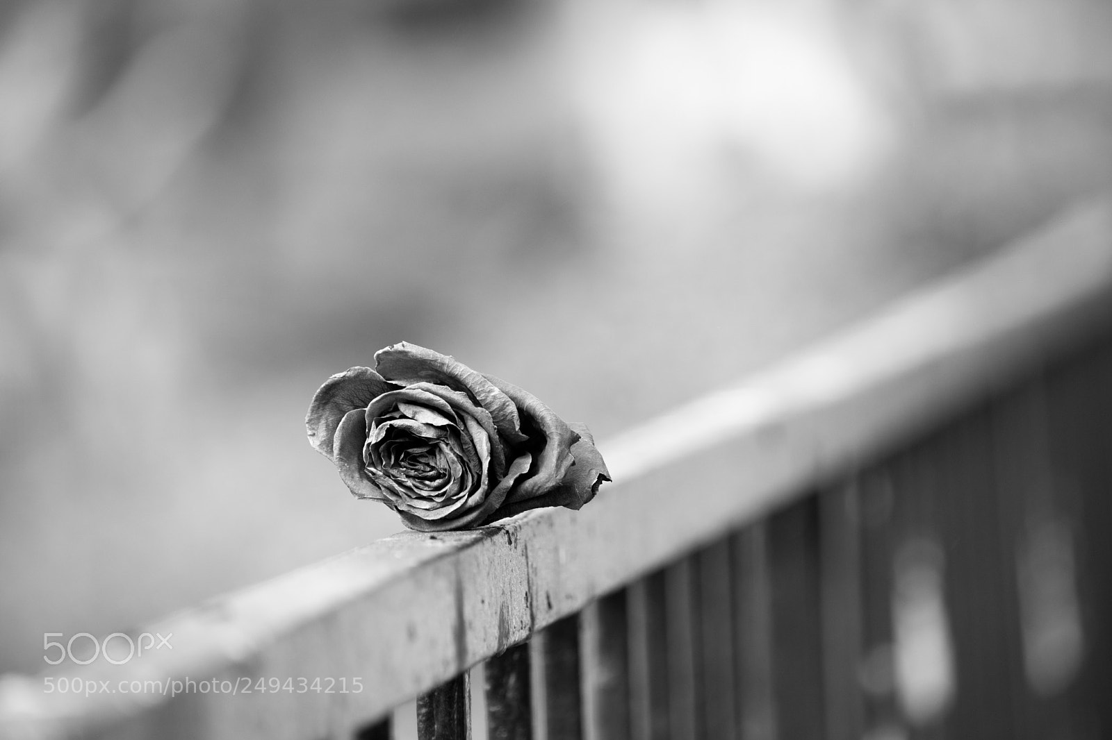Nikon D5300 sample photo. Fallen photography