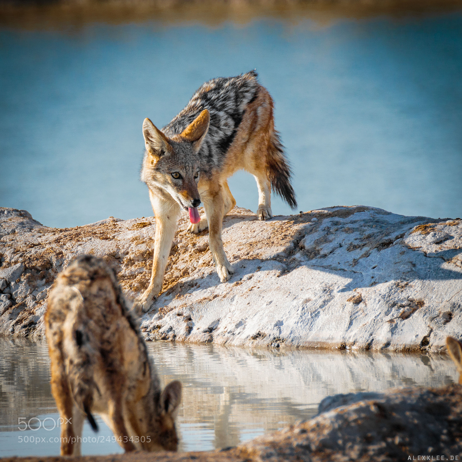 Canon EOS 7D Mark II sample photo. The black backed jackals photography