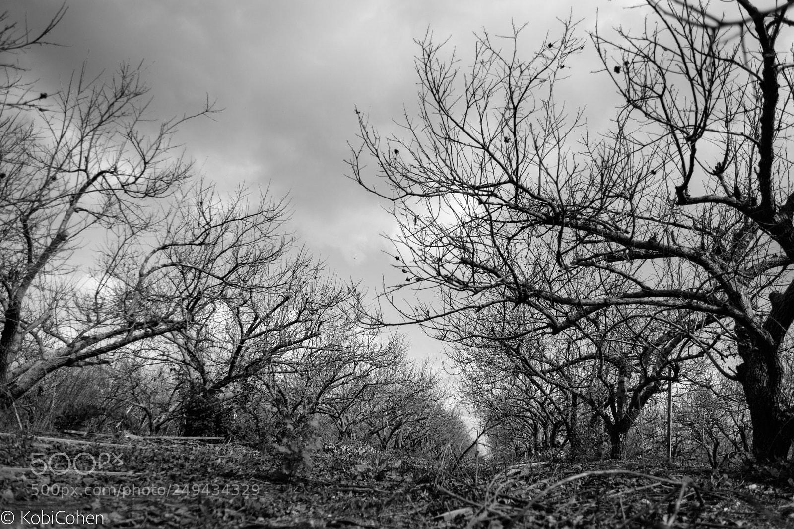 Nikon D5600 sample photo. An abandoned grove photography