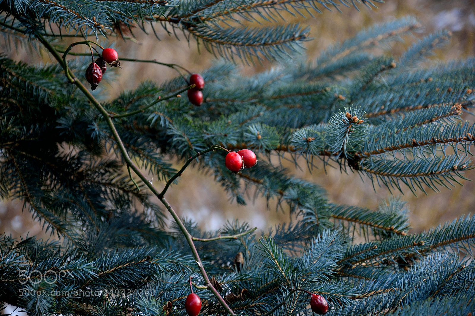 Nikon D3300 sample photo. Red berries photography
