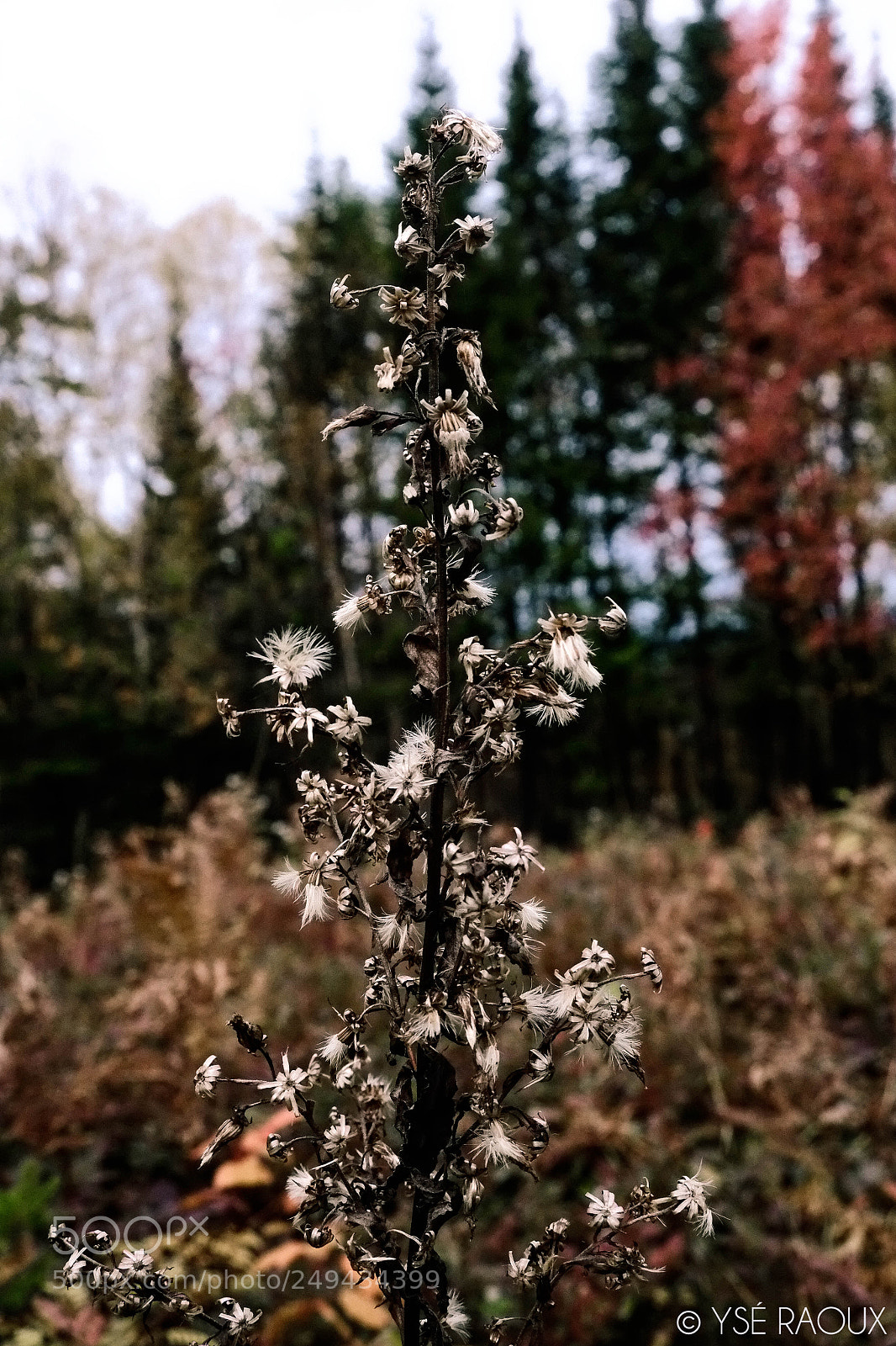 Fujifilm X-E1 sample photo. Flowers 2 photography