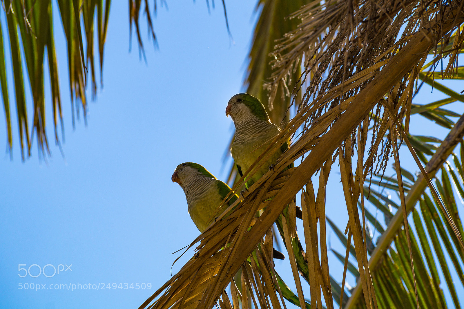 Sony SLT-A58 sample photo. Happy couple photography