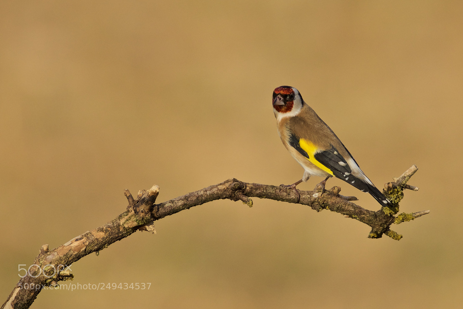 Canon EOS 5D Mark IV sample photo. Goldfinch photography
