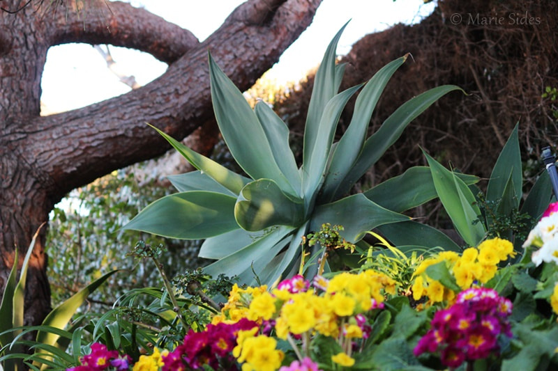 Canon EOS 100D (EOS Rebel SL1 / EOS Kiss X7) sample photo. Flowers and tree photography