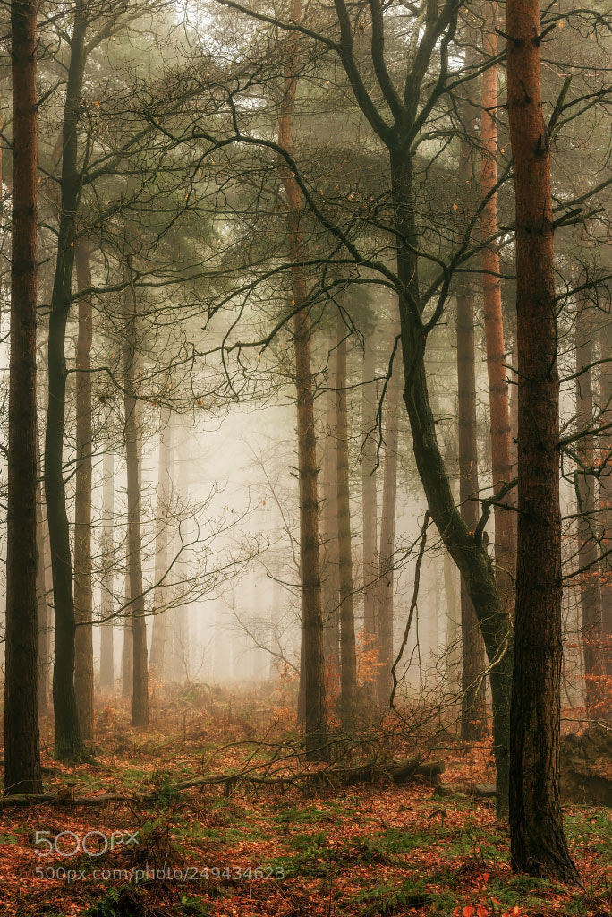 Nikon D810 sample photo. Deep in a woodland photography