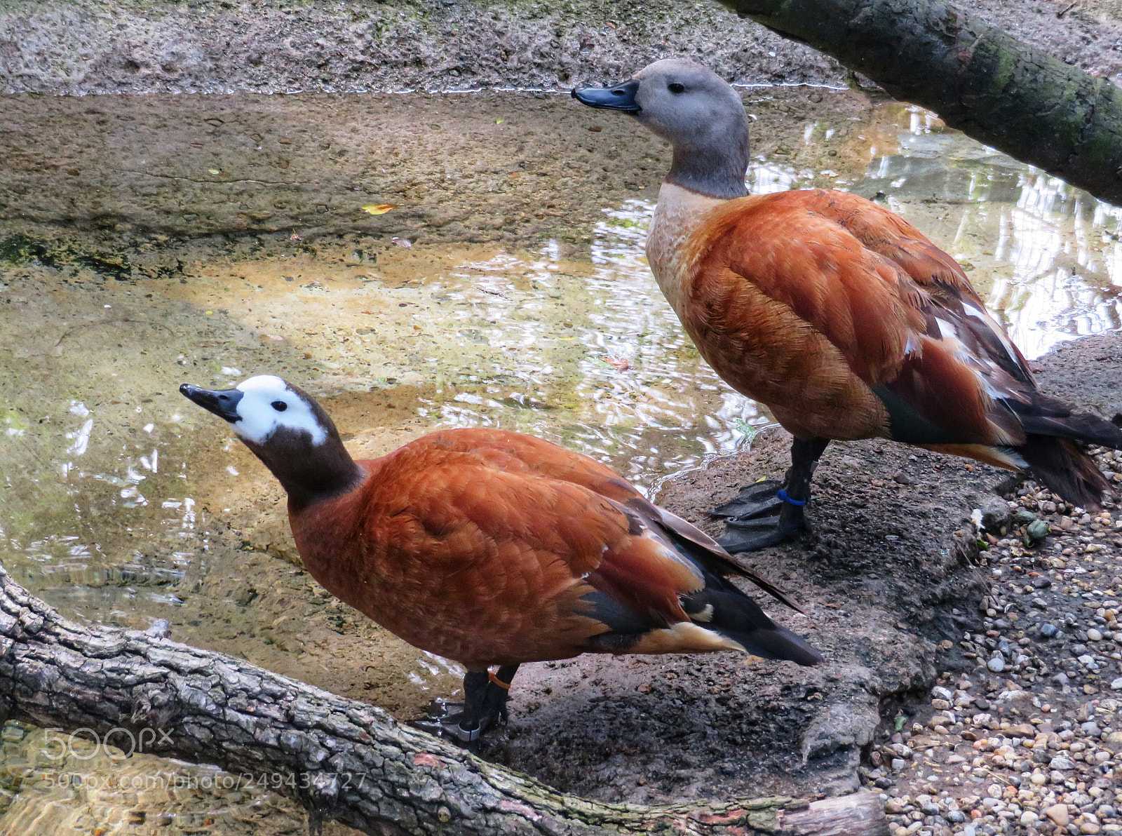 Canon PowerShot SX720 HS sample photo. A pair of cape photography