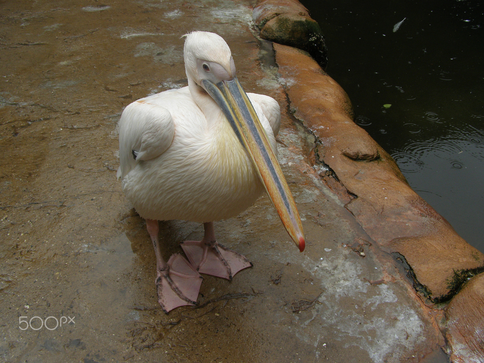 Olympus SP510UZ sample photo. Pelican photography