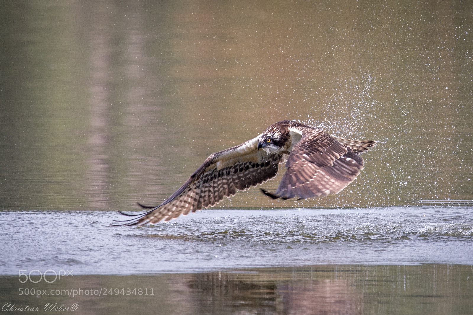 Canon EOS 5D Mark IV sample photo. Fischadler, osprey photography