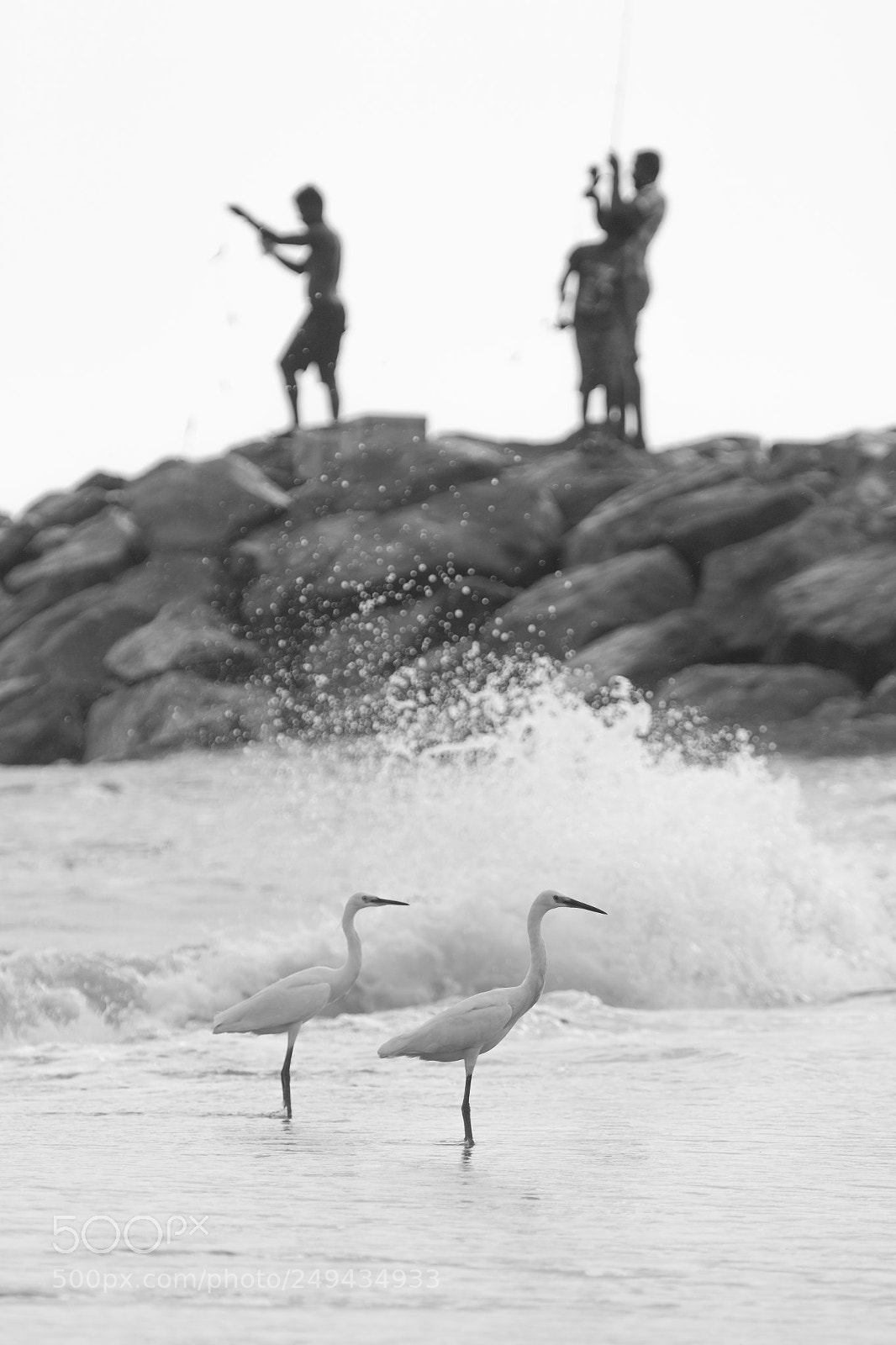 Canon EOS 70D sample photo. The egrets and the photography