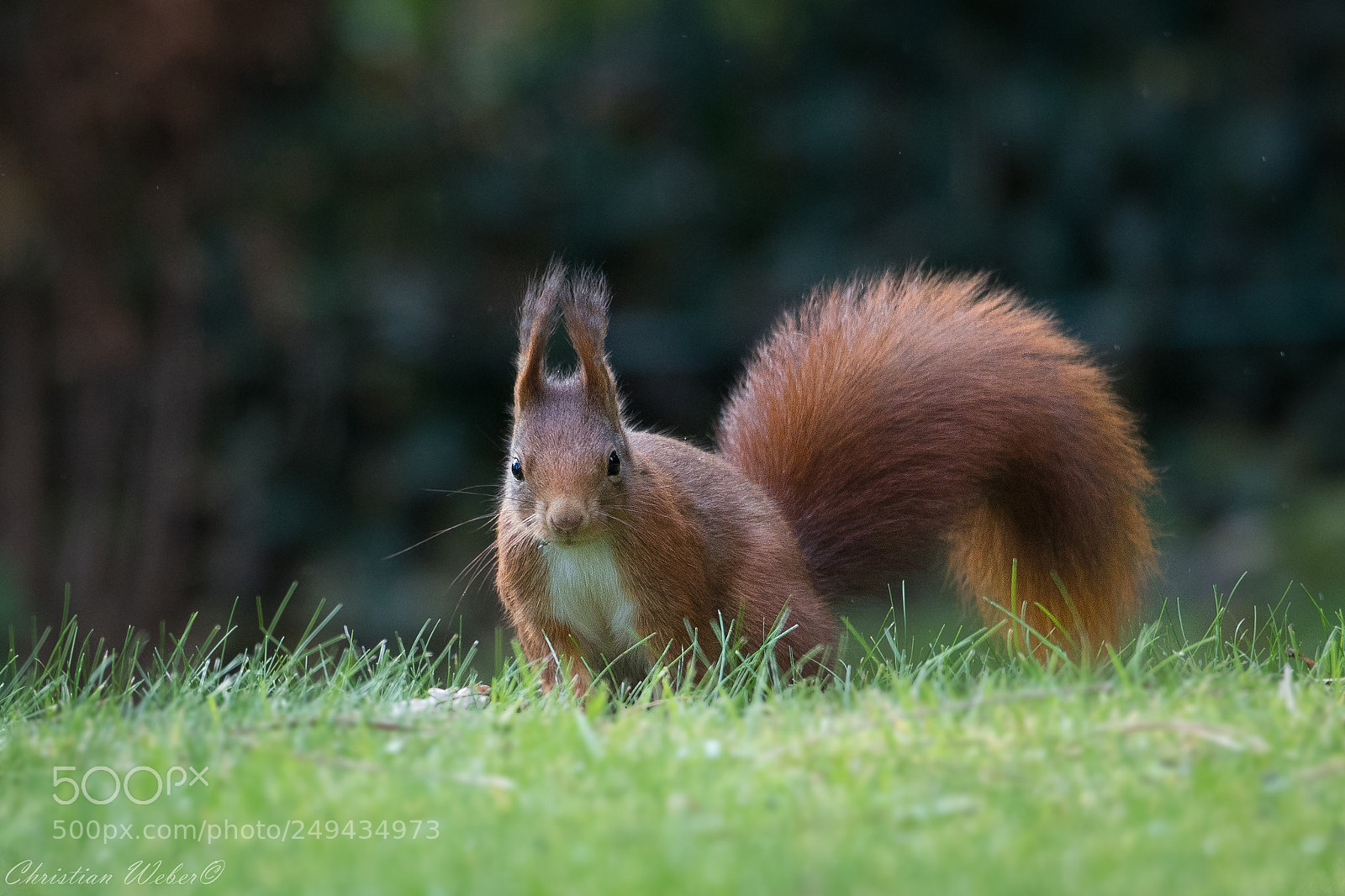Canon EOS 5D Mark IV sample photo. Squirrel photography