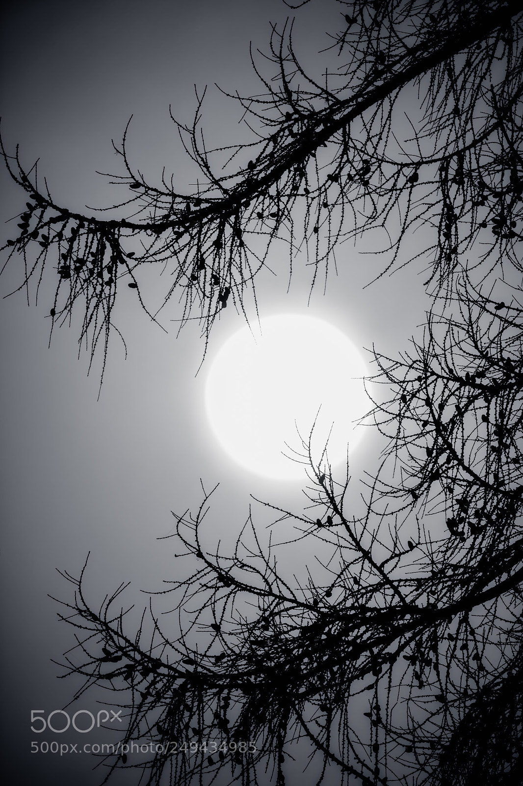 Canon EOS 5DS R sample photo. Lark moon photography