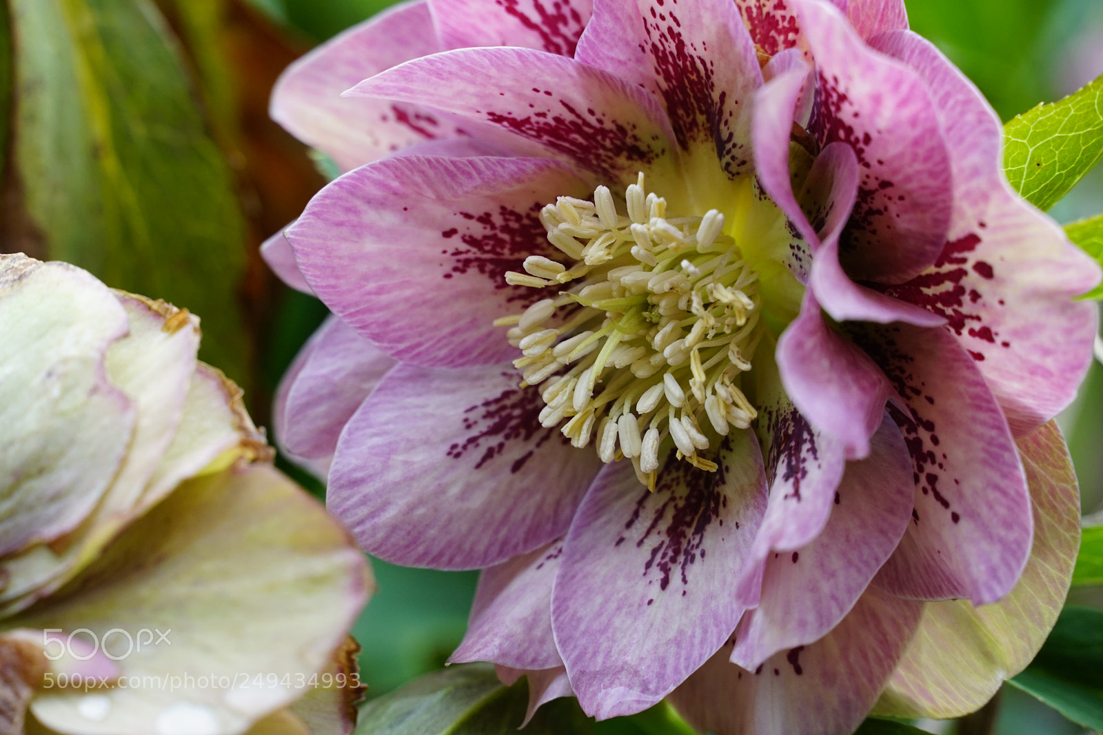 Sony a6000 sample photo. Christrose / christmas rose photography