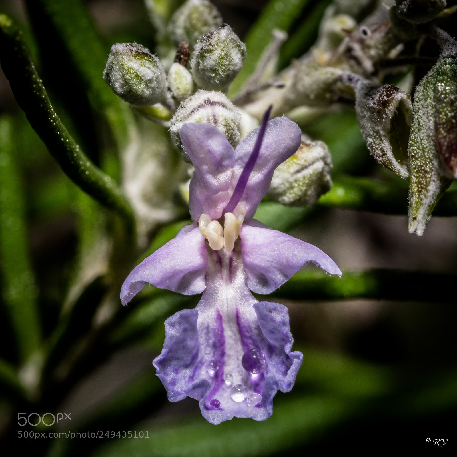 Nikon D7100 sample photo. Flora photography