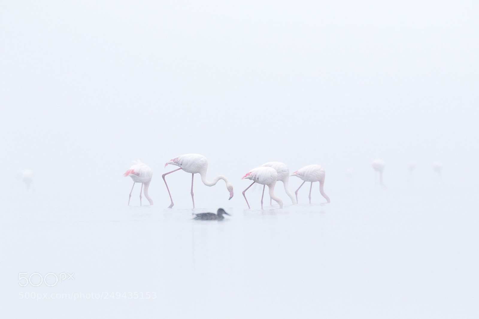 Canon EOS 7D Mark II sample photo. 20180217 doñana - 120 photography
