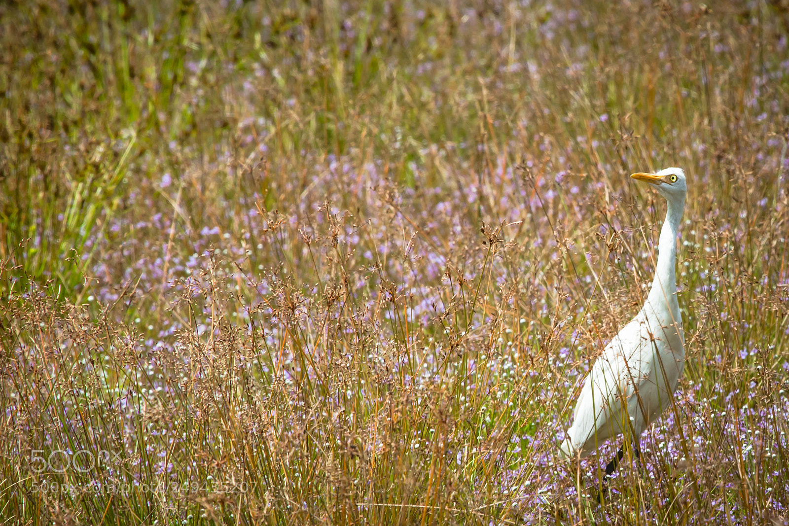 Canon EOS 70D sample photo. The egret in the photography