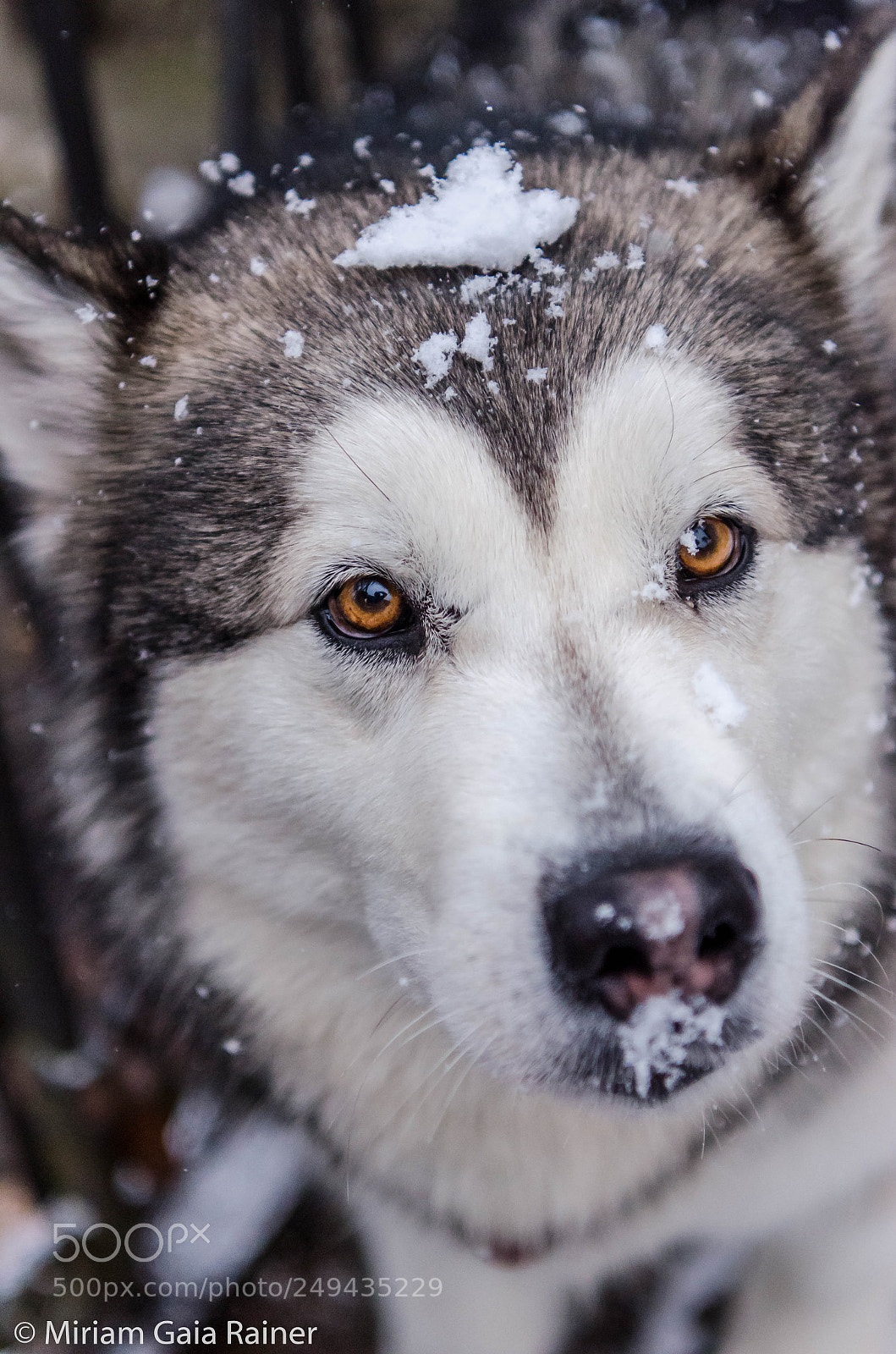 Nikon D7000 sample photo. More snow, please! photography