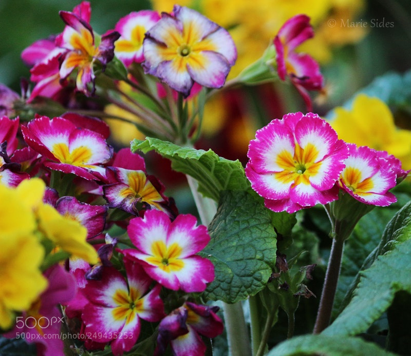 Canon EOS 100D (EOS Rebel SL1 / EOS Kiss X7) sample photo. Pretty flowers photography