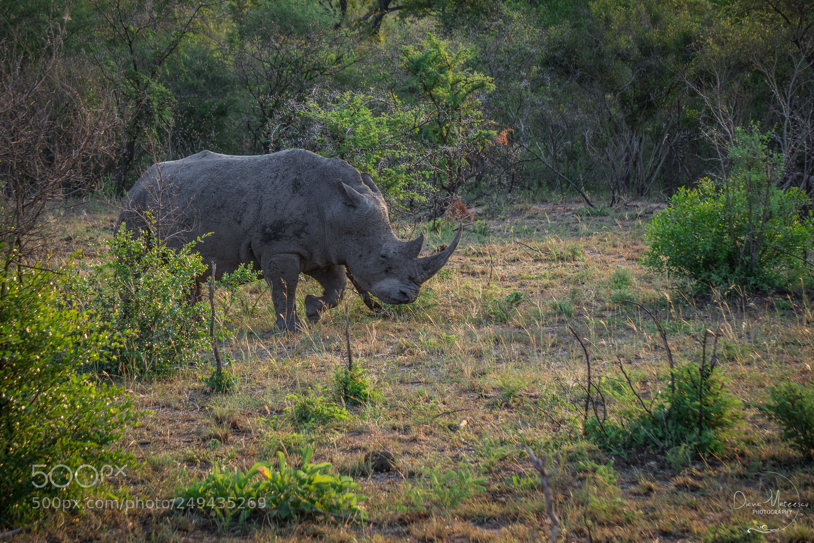 Sony a6000 sample photo. White rhino i photography