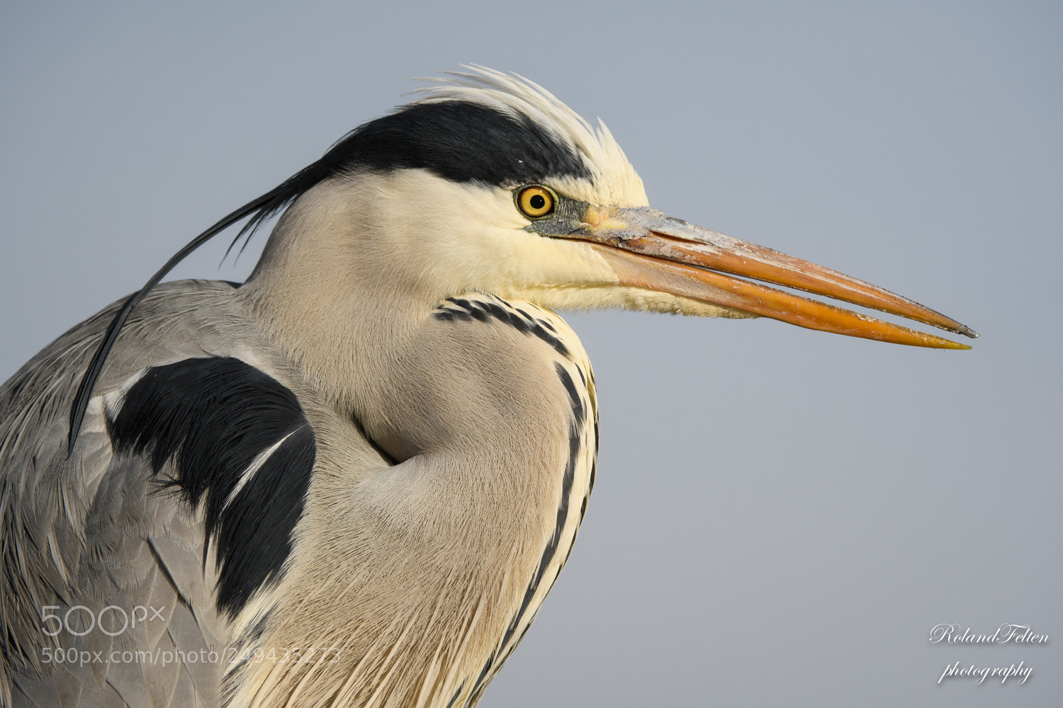 Nikon D500 sample photo. Grey heron portrait photography