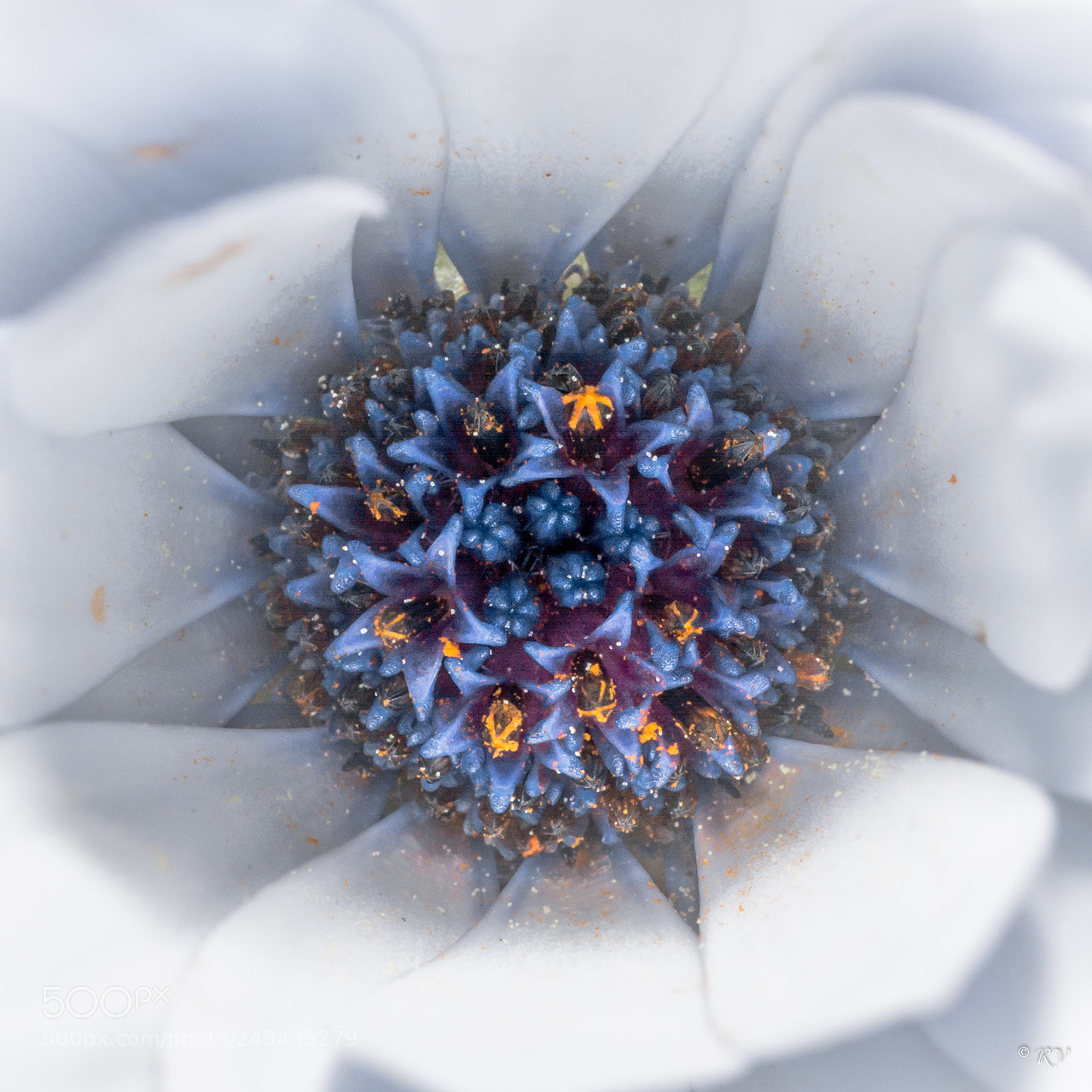 Nikon D7100 sample photo. Flora photography