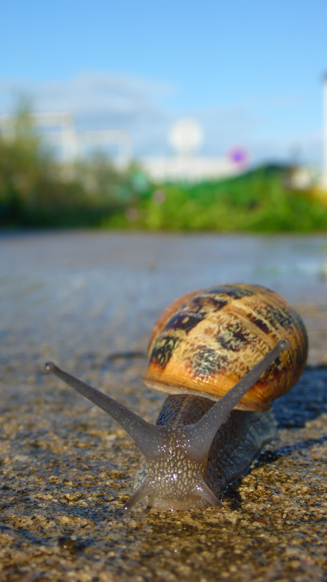 Panasonic Lumix DMC-TS5 (Lumix DMC-FT5) sample photo. Swaggy snail photography