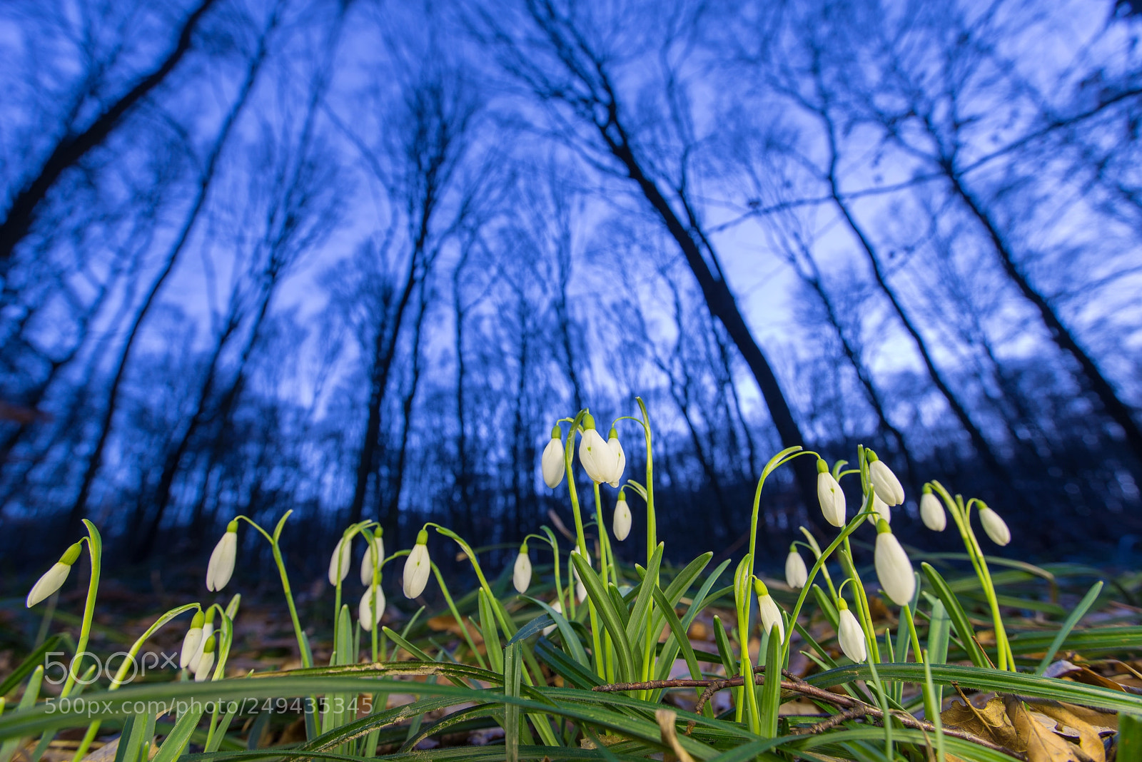 Sony a7R sample photo. Snowdrop after sunset galanthus photography
